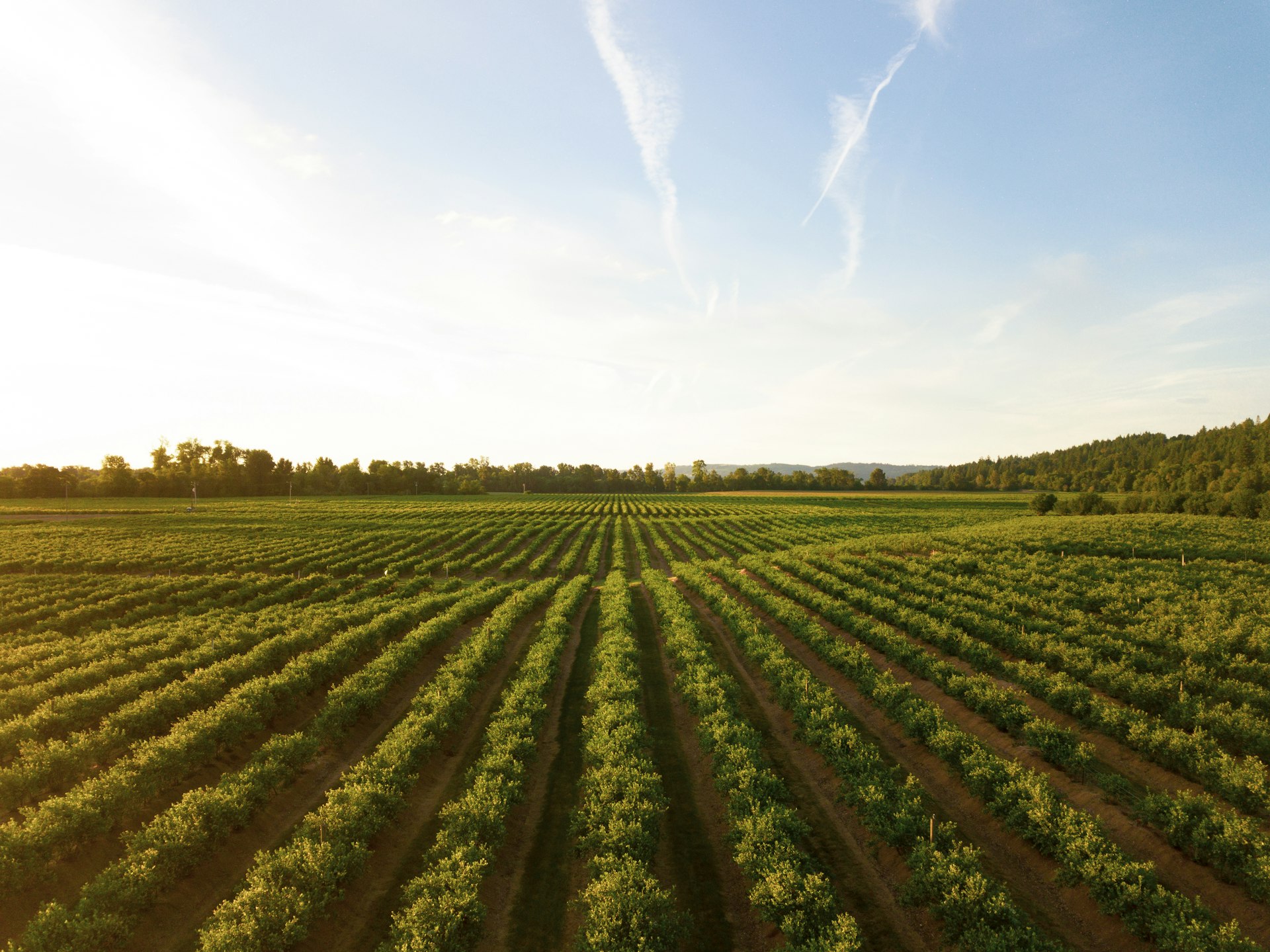 Vignoble alsacien en fin de journée